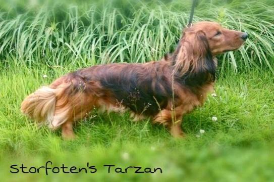 Storfotens Tarzan